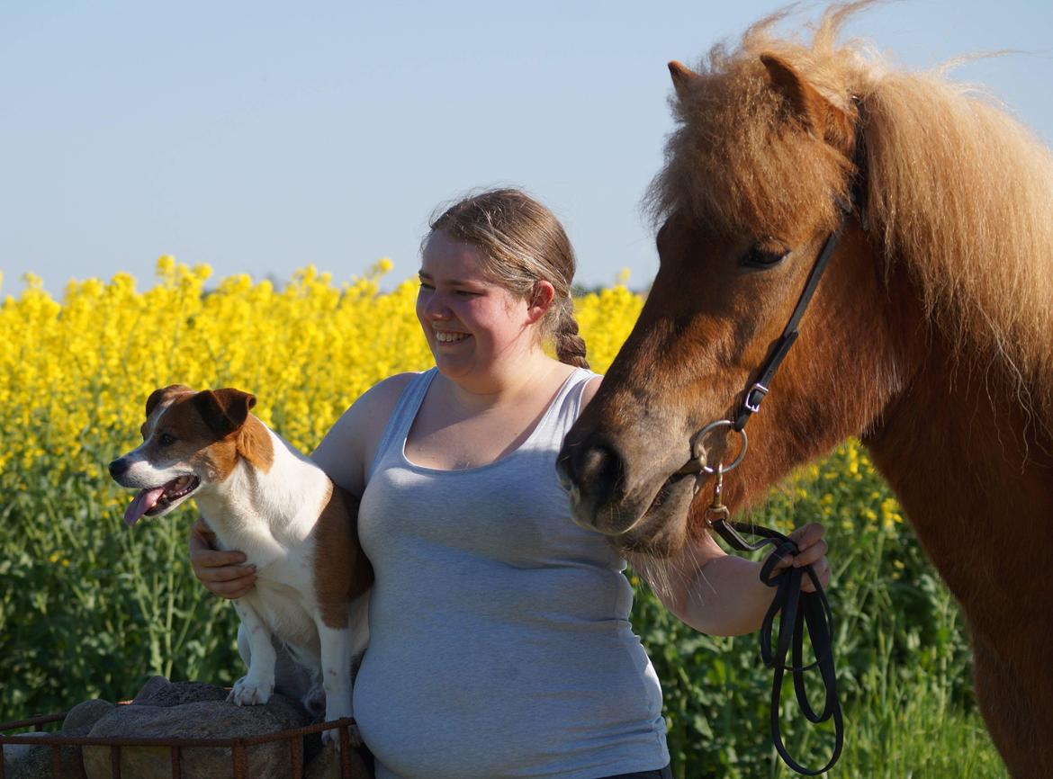 Islænder Gjöf fra Østervang billede 33