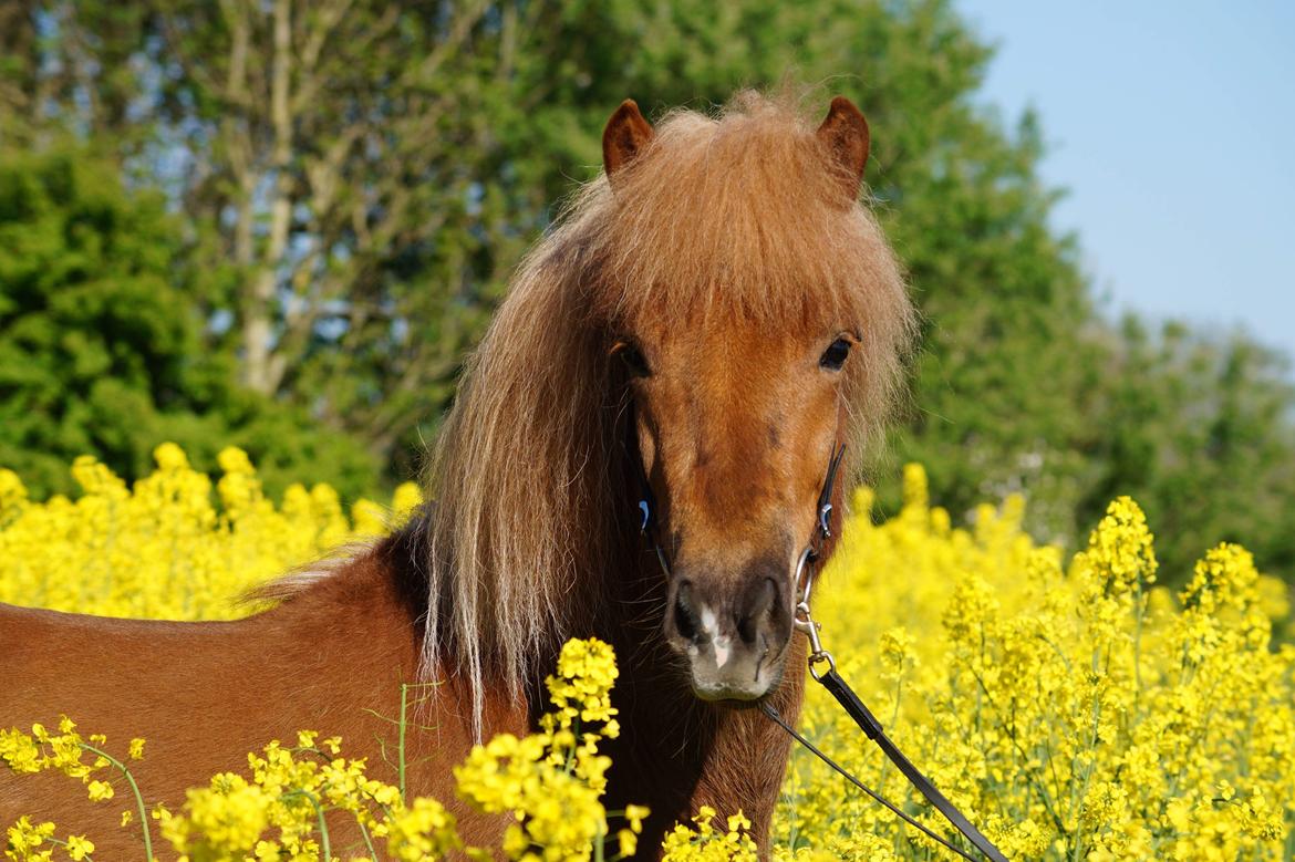 Islænder Gjöf fra Østervang billede 22