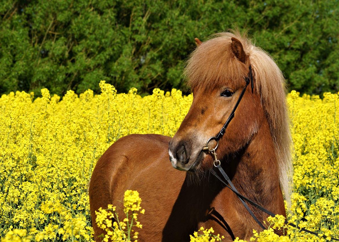 Islænder Gjöf fra Østervang billede 3