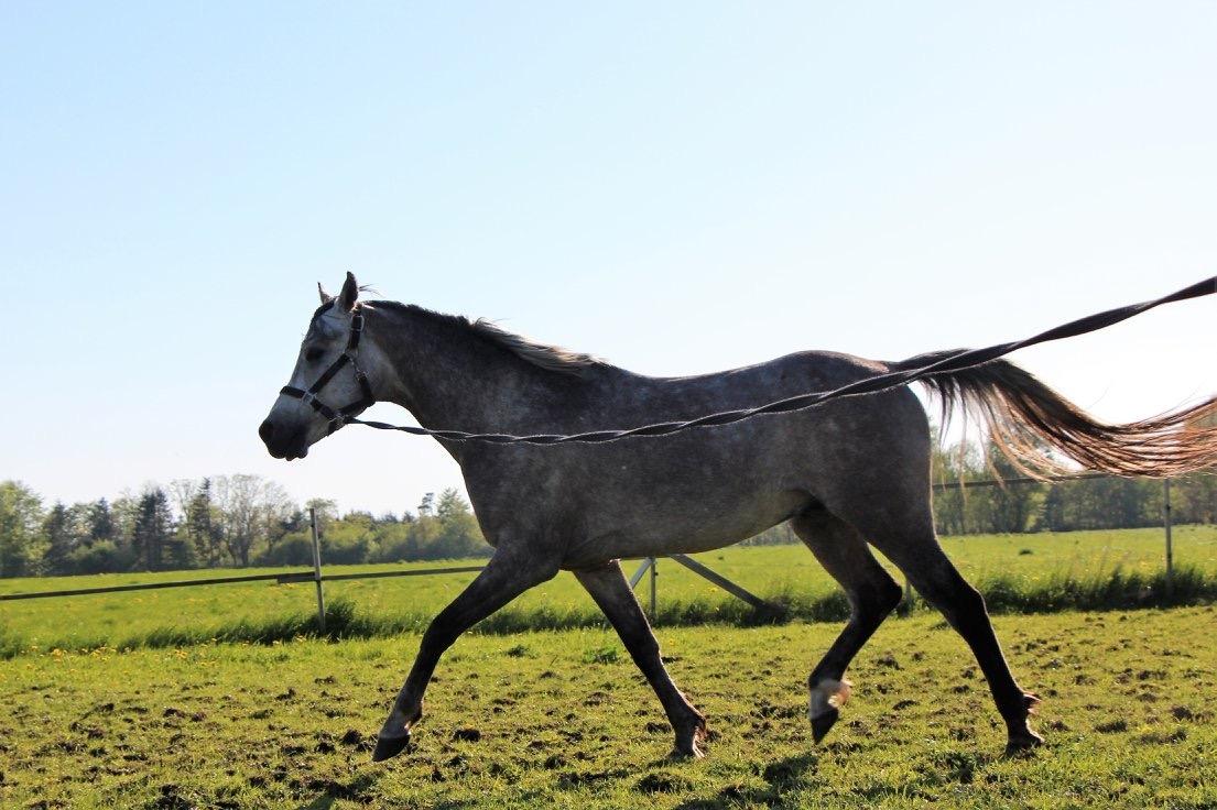 Arabisk fuldblod (OX) Dy zephyr ox billede 12