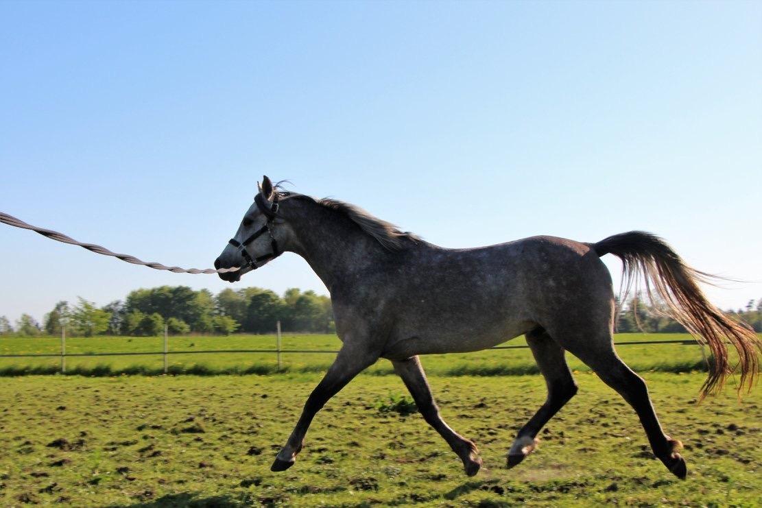 Arabisk fuldblod (OX) Dy zephyr ox billede 13