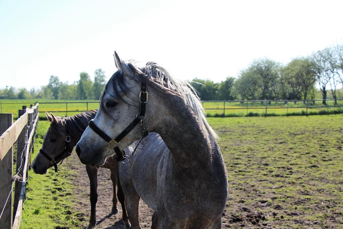 Arabisk fuldblod (OX) Dy zephyr ox billede 15