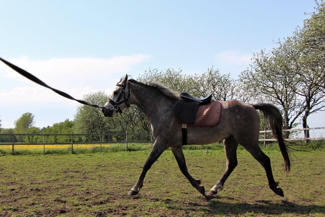 Arabisk fuldblod (OX) Dy zephyr ox billede 14