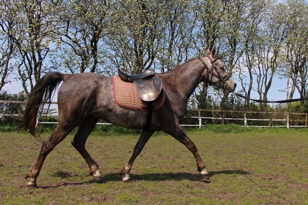 Arabisk fuldblod (OX) Dy ameer pasha ox billede 21