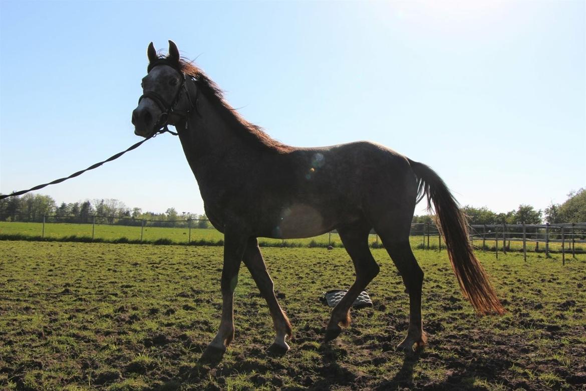 Arabisk fuldblod (OX) Dy ameer pasha ox billede 23