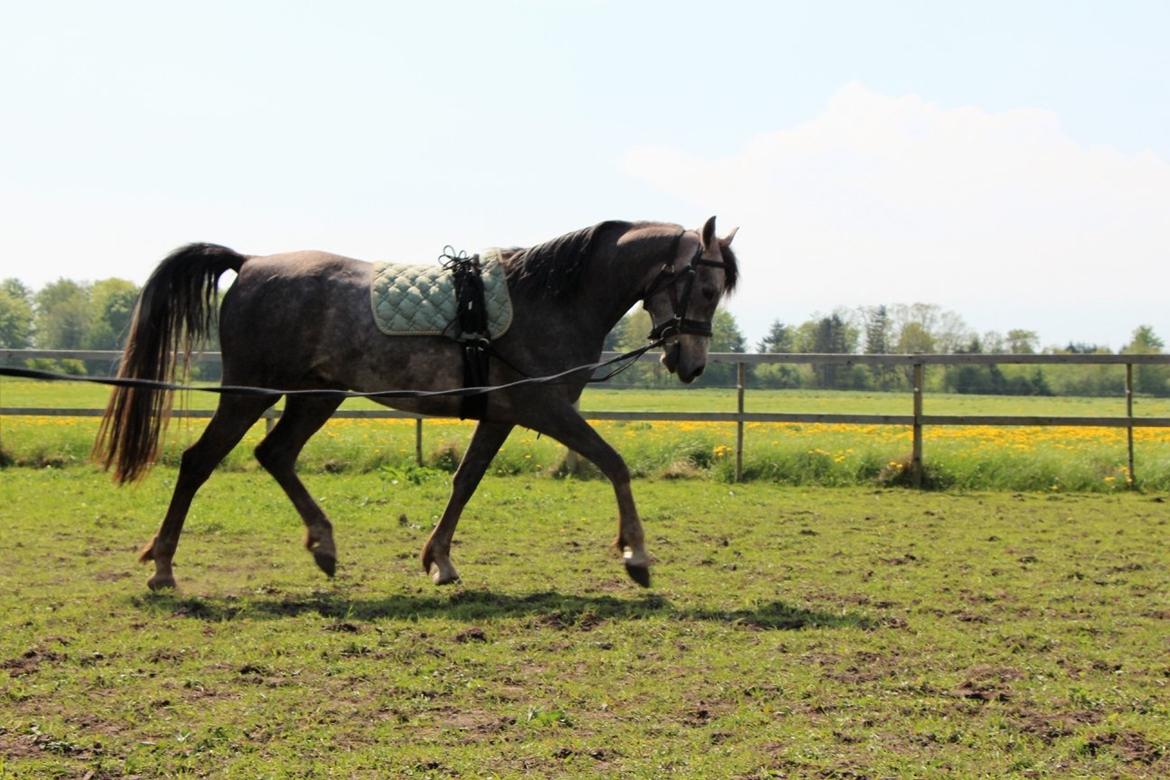 Arabisk fuldblod (OX) Dy ameer pasha ox billede 22