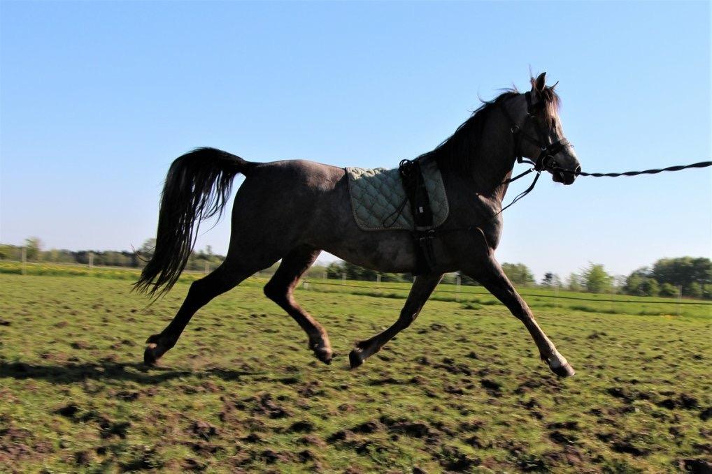 Arabisk fuldblod (OX) Dy ameer pasha ox billede 24