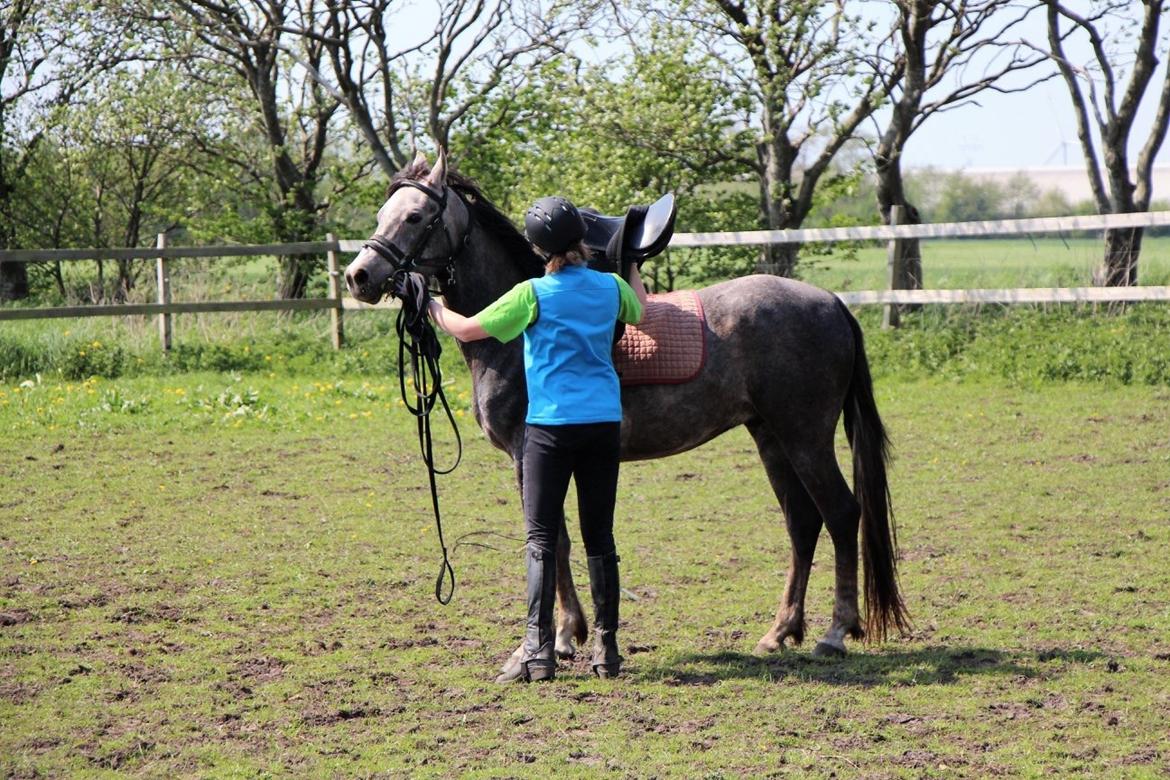 Arabisk fuldblod (OX) Dy ameer pasha ox billede 25