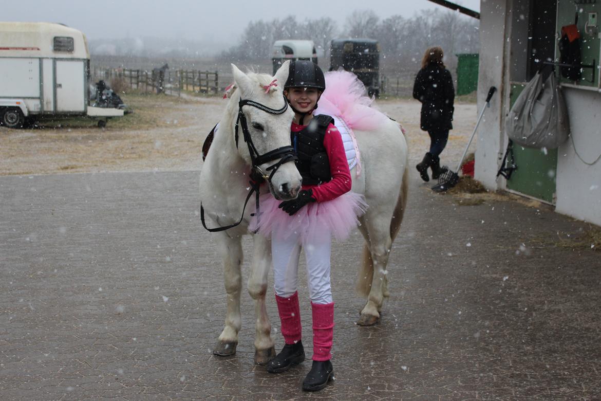 Irsk Sportspony Munsboro Charm billede 4