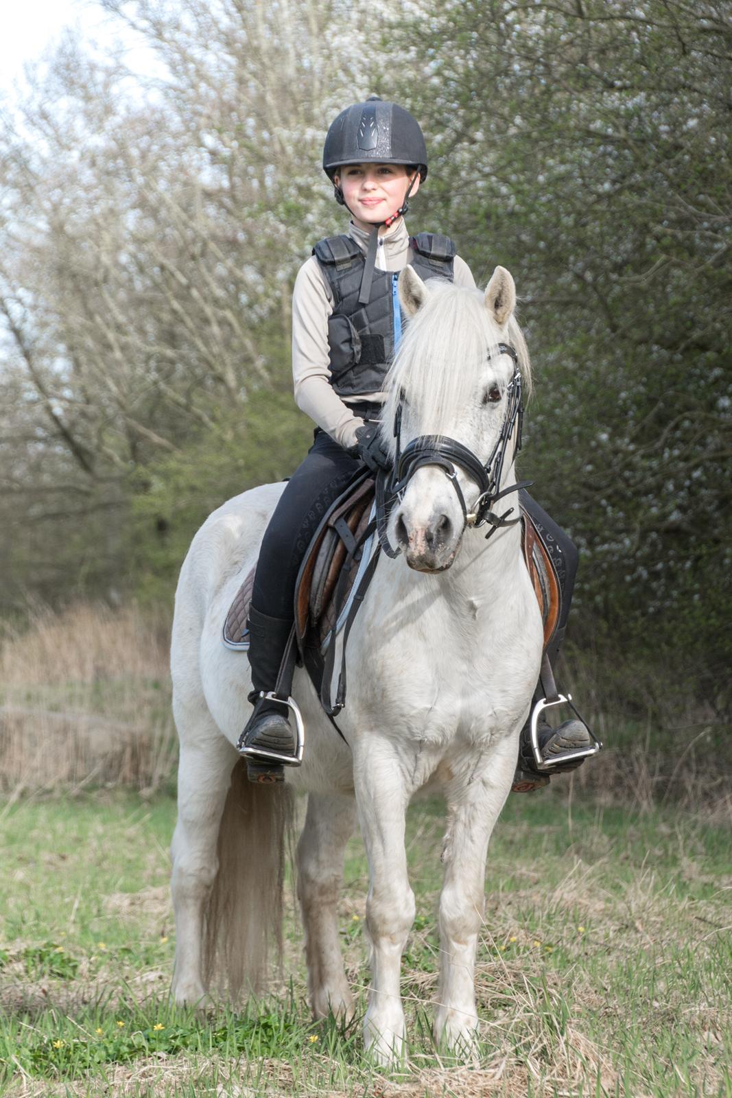 Irsk Sportspony Munsboro Charm billede 2