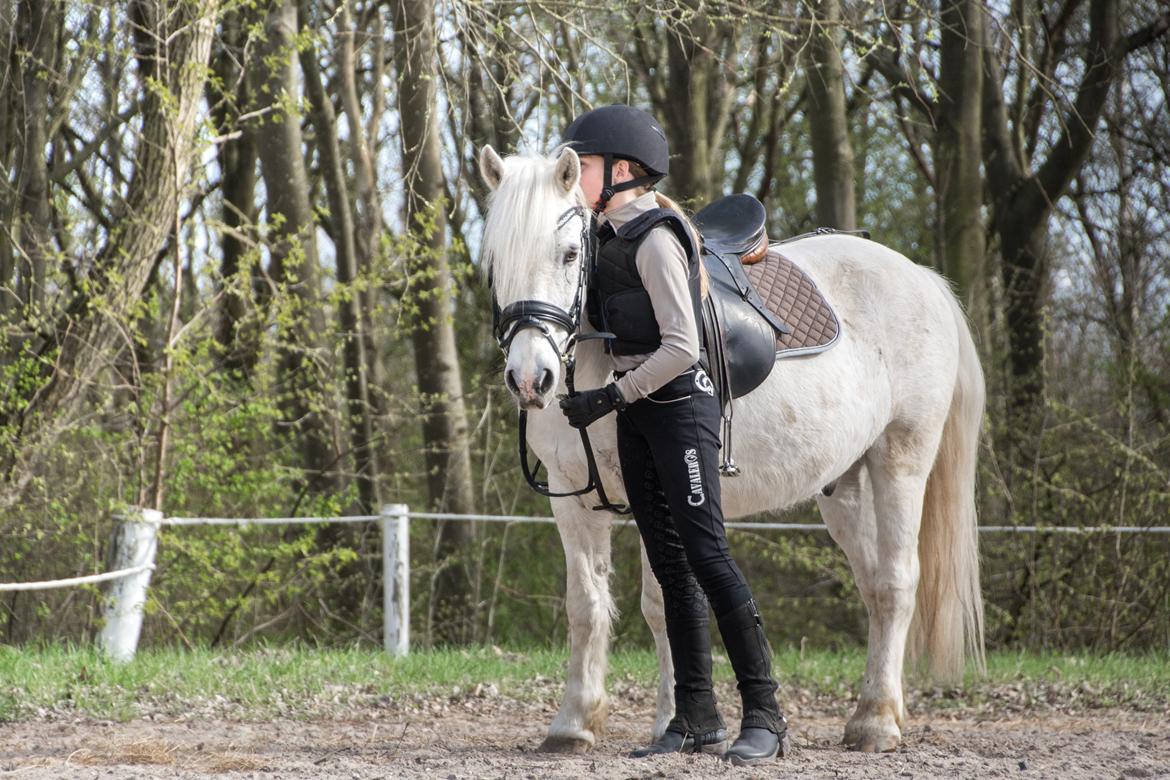 Irsk Sportspony Munsboro Charm billede 7