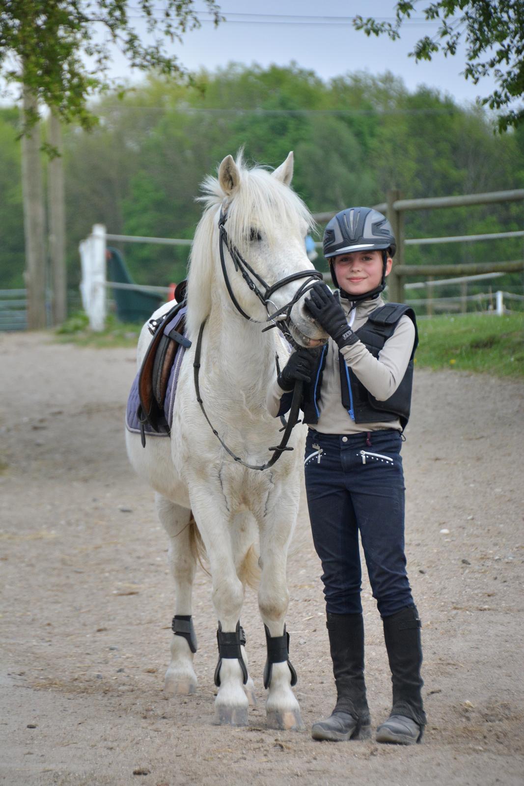 Irsk Sportspony Munsboro Charm billede 8