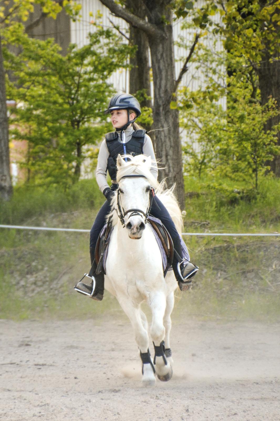 Irsk Sportspony Munsboro Charm billede 10