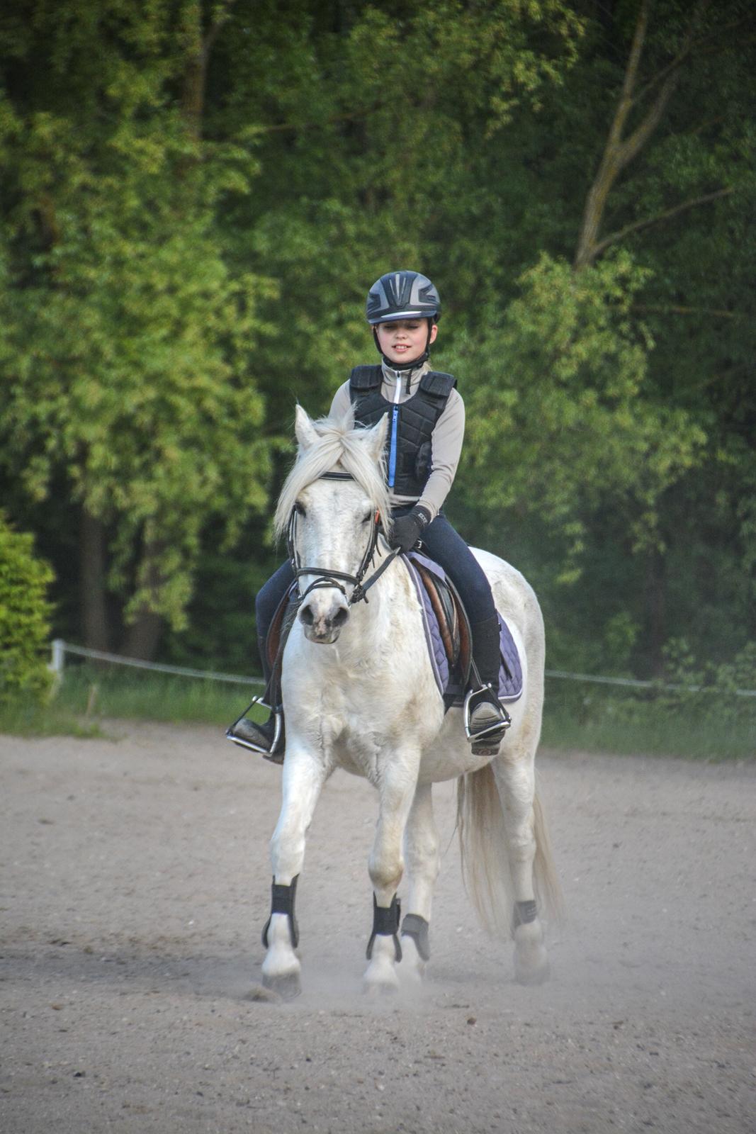 Irsk Sportspony Munsboro Charm billede 11