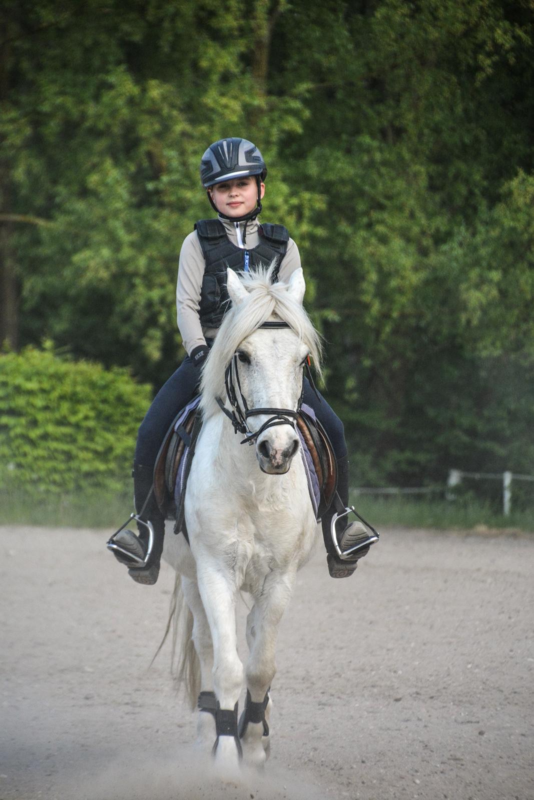 Irsk Sportspony Munsboro Charm billede 12