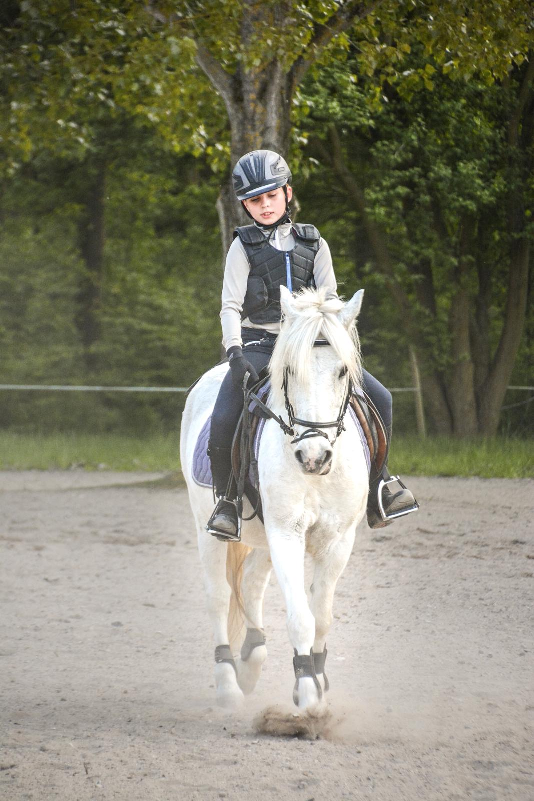 Irsk Sportspony Munsboro Charm billede 13