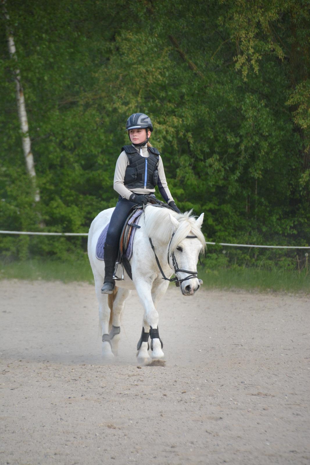 Irsk Sportspony Munsboro Charm billede 14