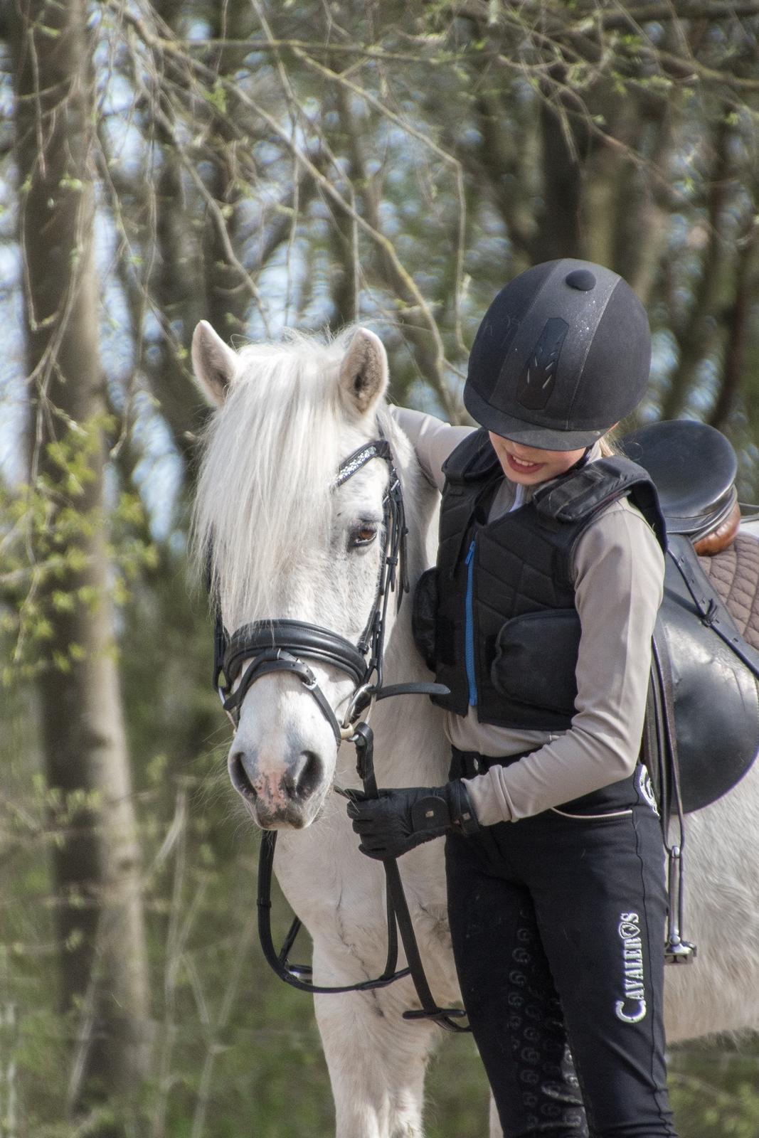 Irsk Sportspony Munsboro Charm billede 1