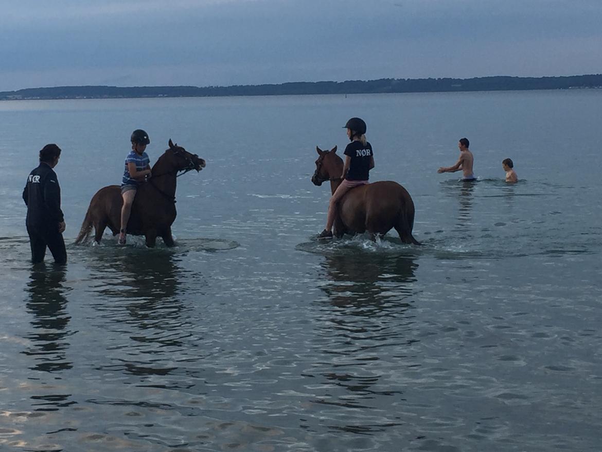 DSP Toftegaards quatro billede 3