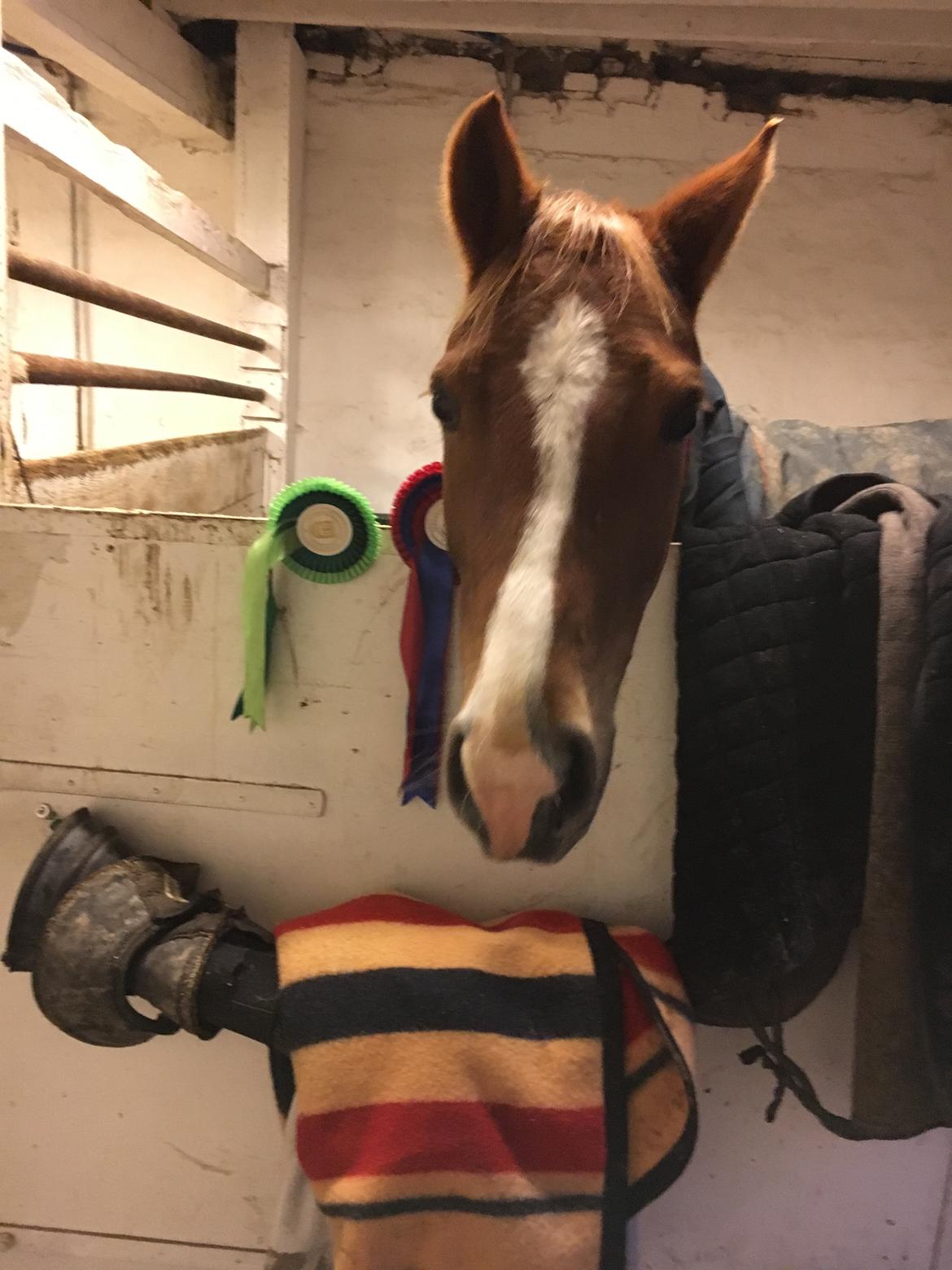 DSP Toftegaards quatro billede 8