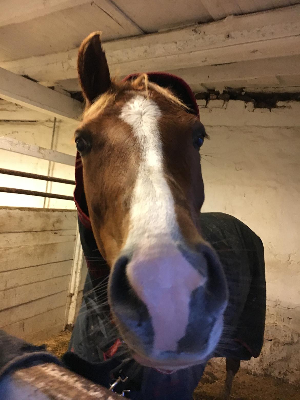 DSP Toftegaards quatro billede 9