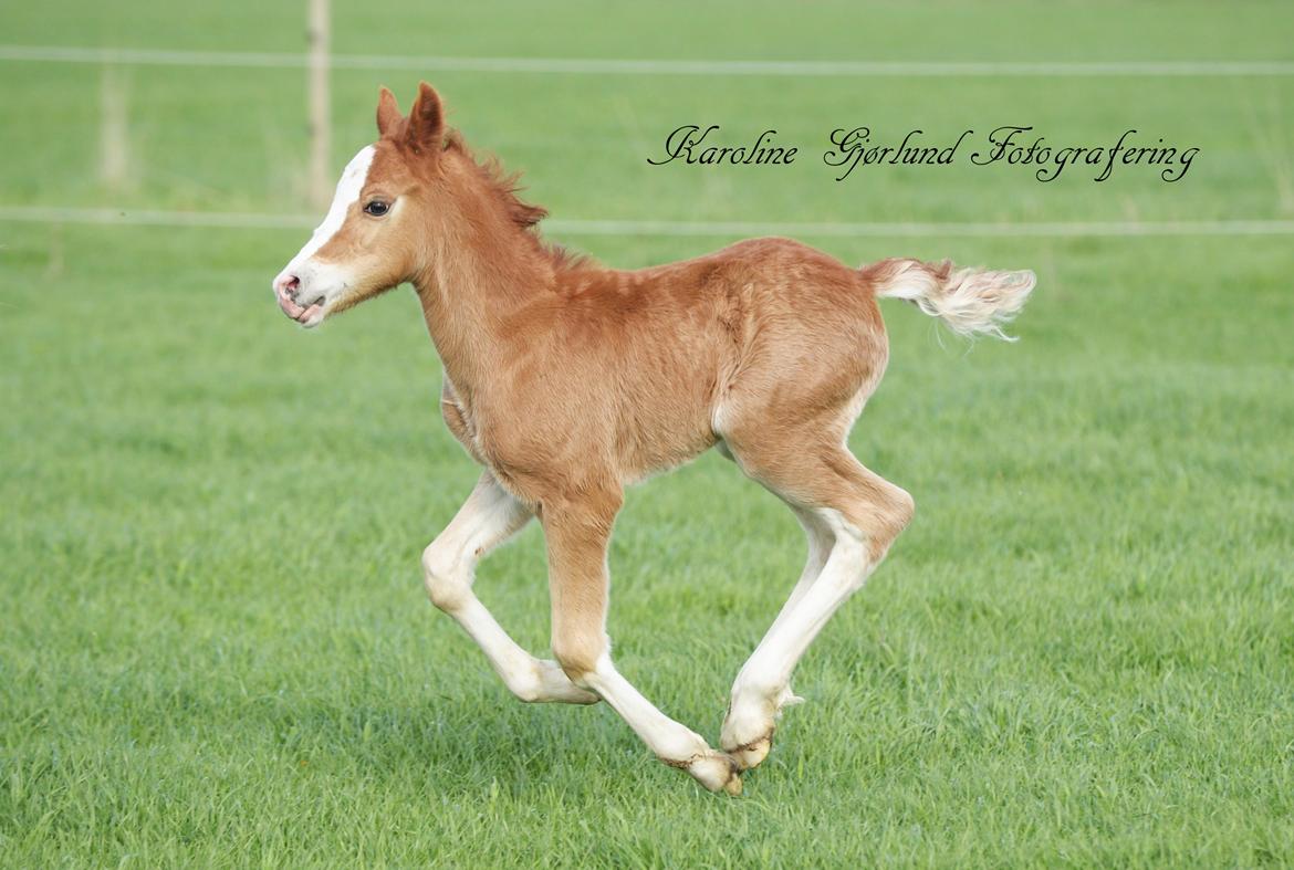 Welsh Cob (sec D) Solvangs Sounds like Avicii billede 30