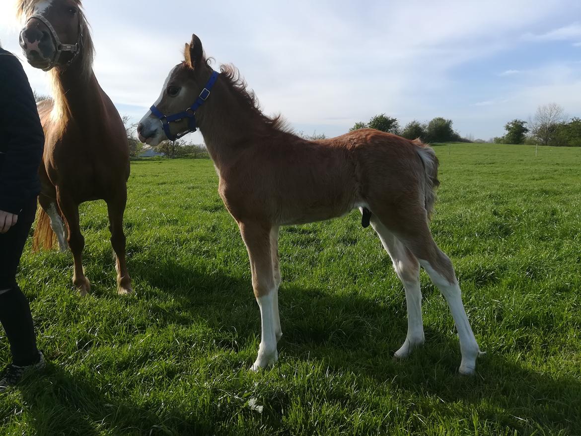 Welsh Cob (sec D) Solvangs Sounds like Avicii billede 33