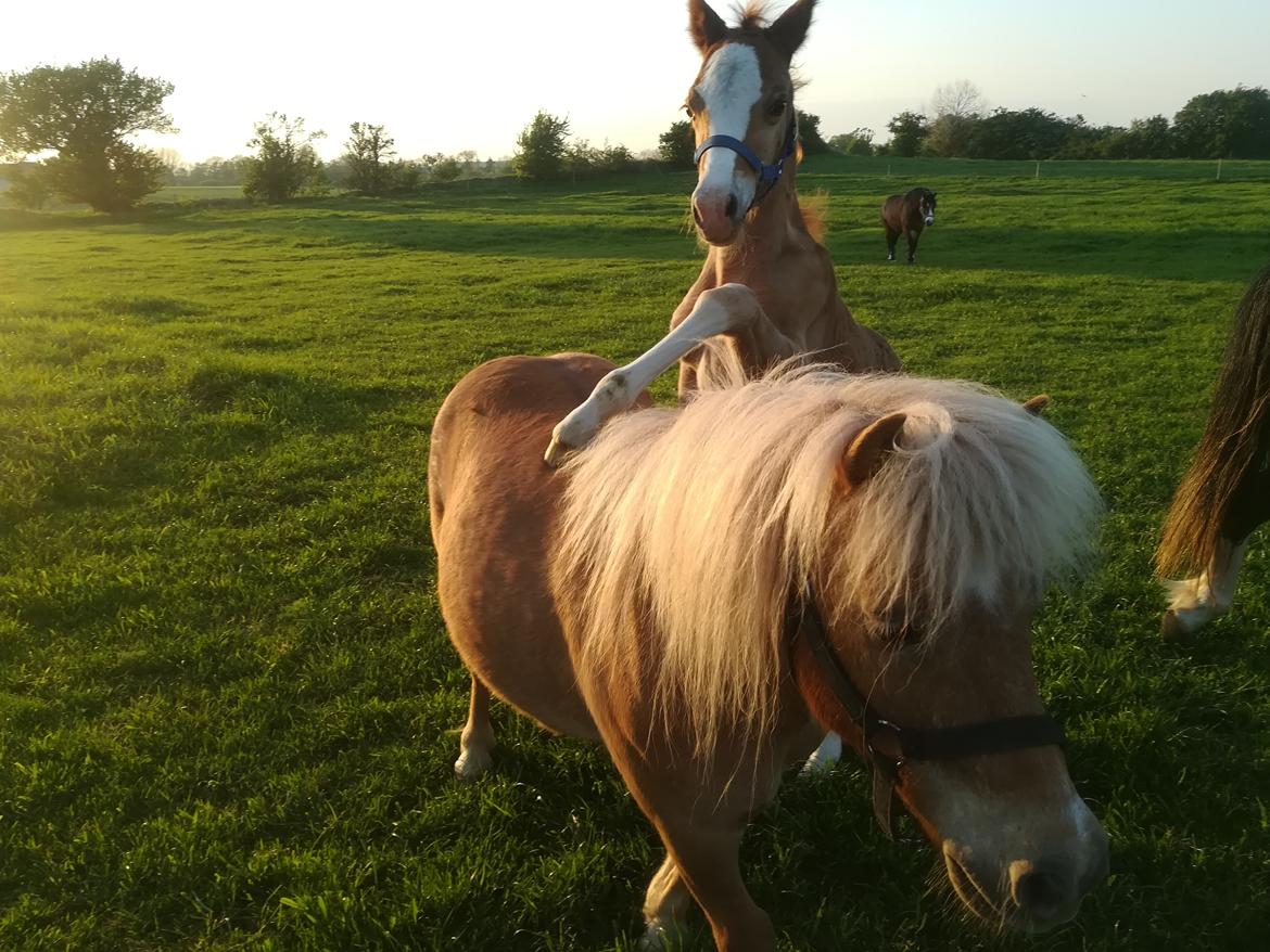 Welsh Cob (sec D) Solvangs Sounds like Avicii billede 36