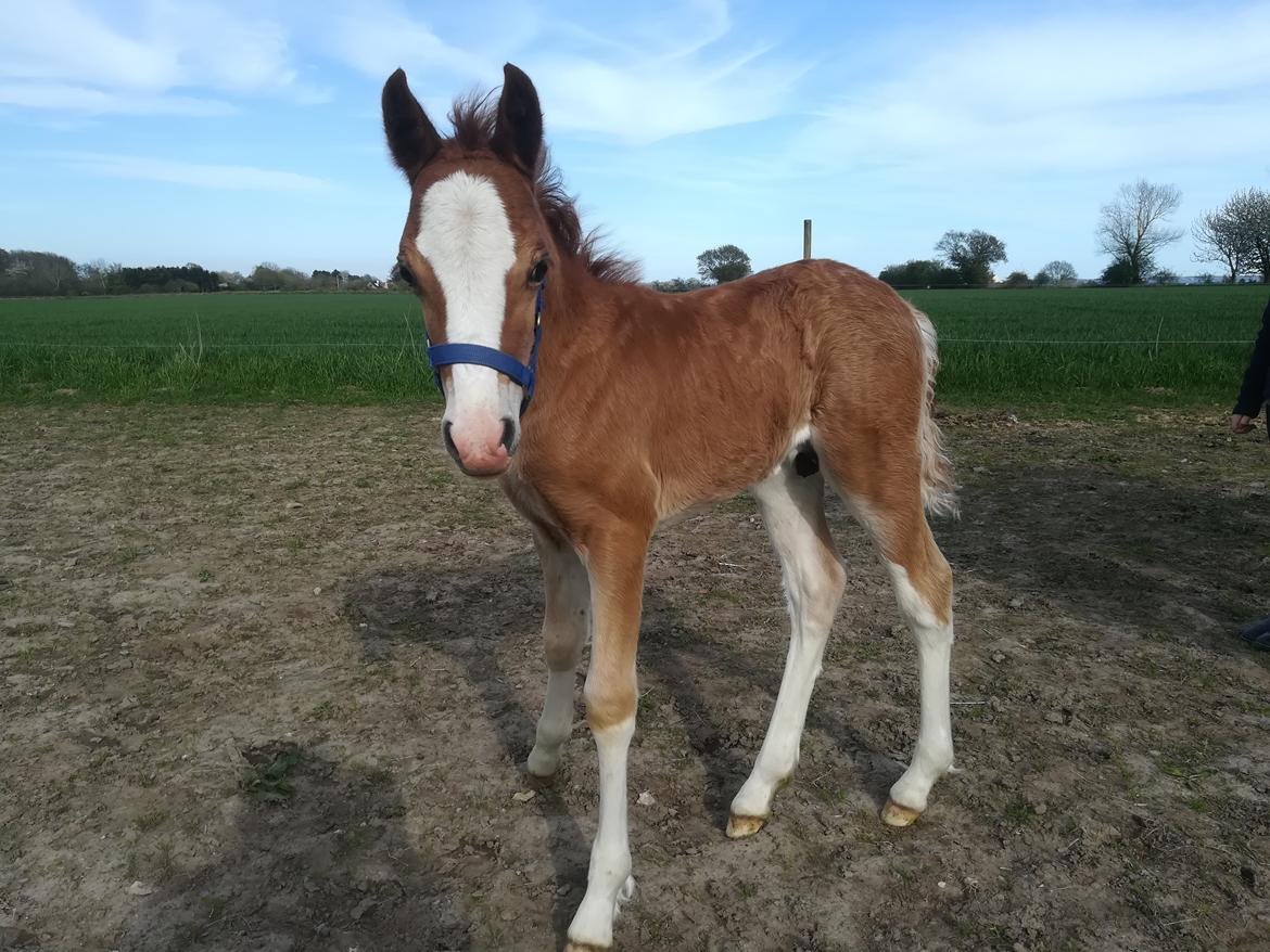 Welsh Cob (sec D) Solvangs Sounds like Avicii billede 32