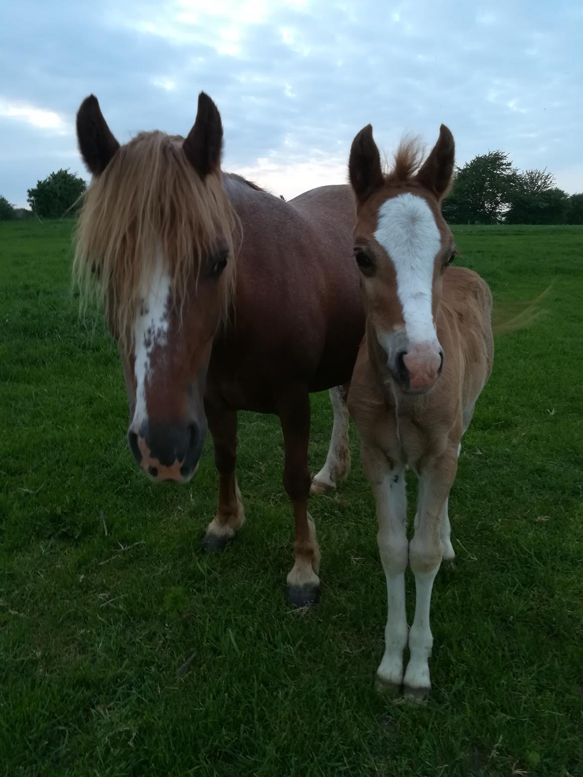 Welsh Cob (sec D) Solvangs Sounds like Avicii billede 41