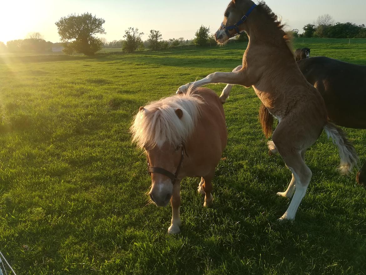 Welsh Cob (sec D) Solvangs Sounds like Avicii billede 39