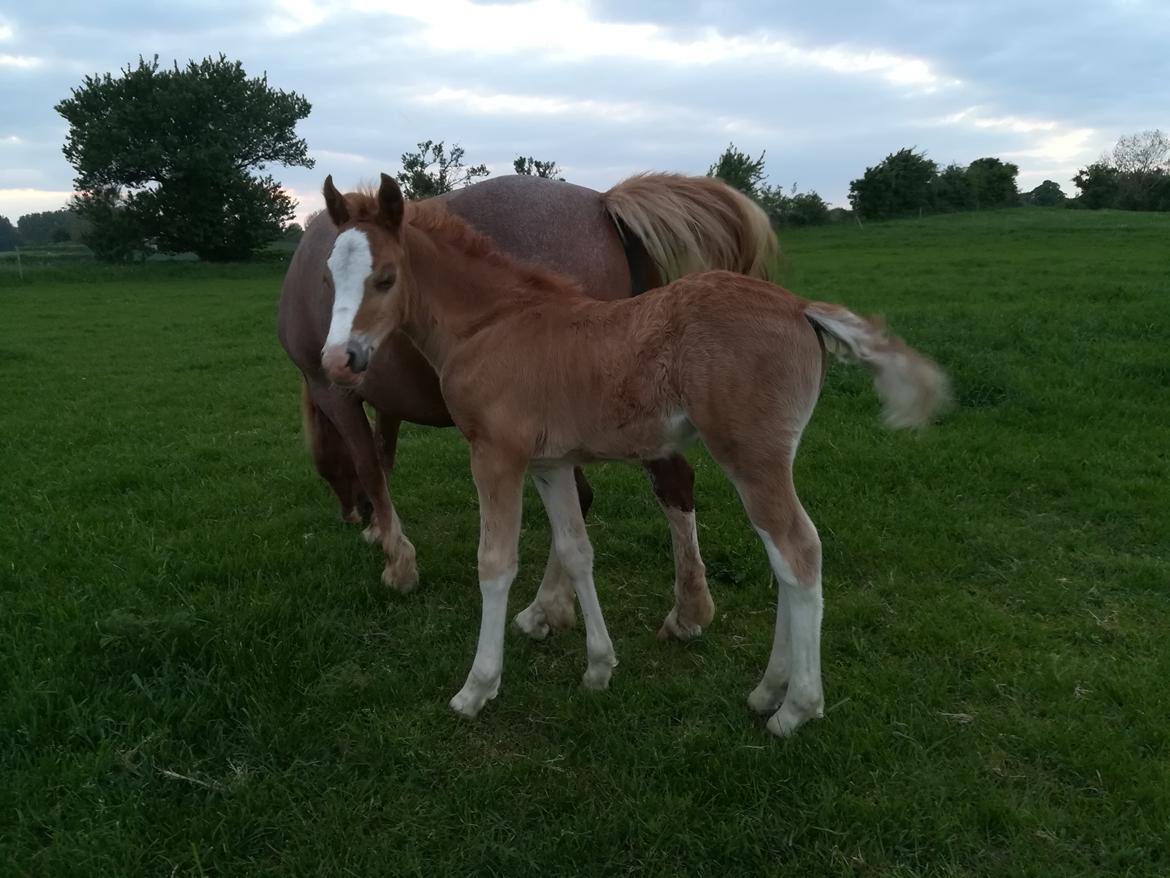 Welsh Cob (sec D) Solvangs Sounds like Avicii billede 43