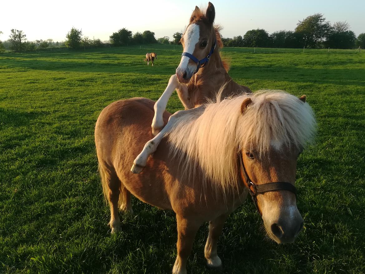 Welsh Cob (sec D) Solvangs Sounds like Avicii billede 38