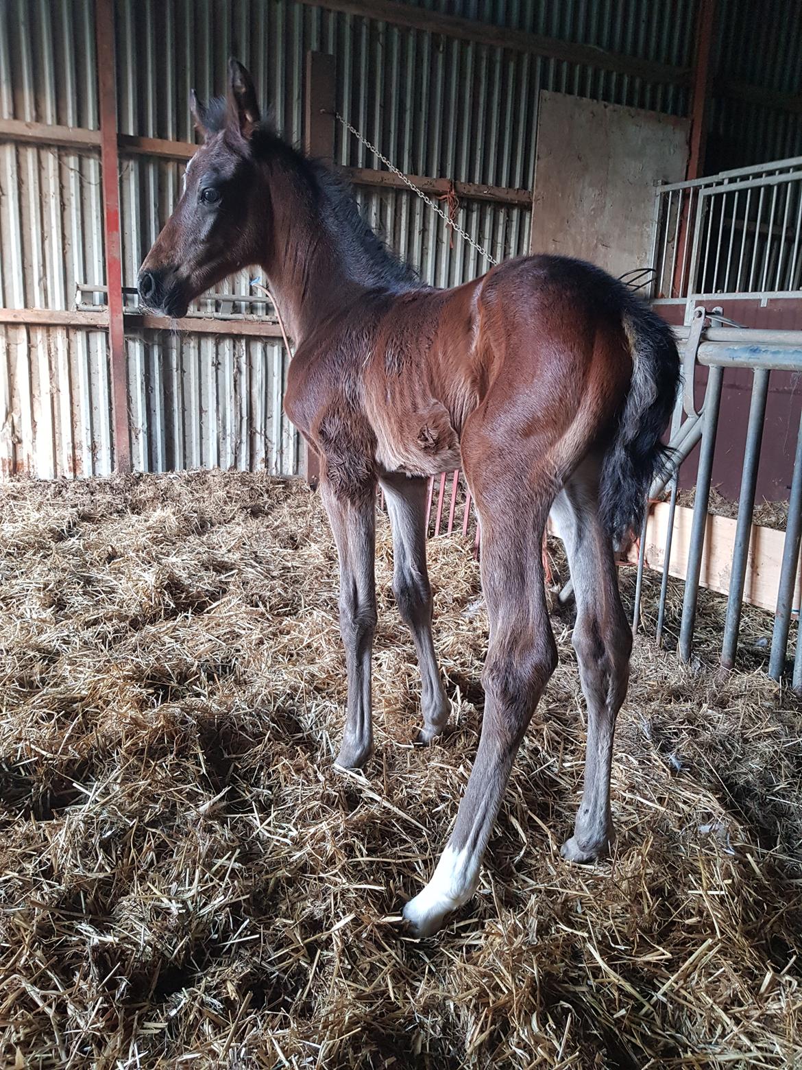 Dansk Varmblod Mahalo billede 1