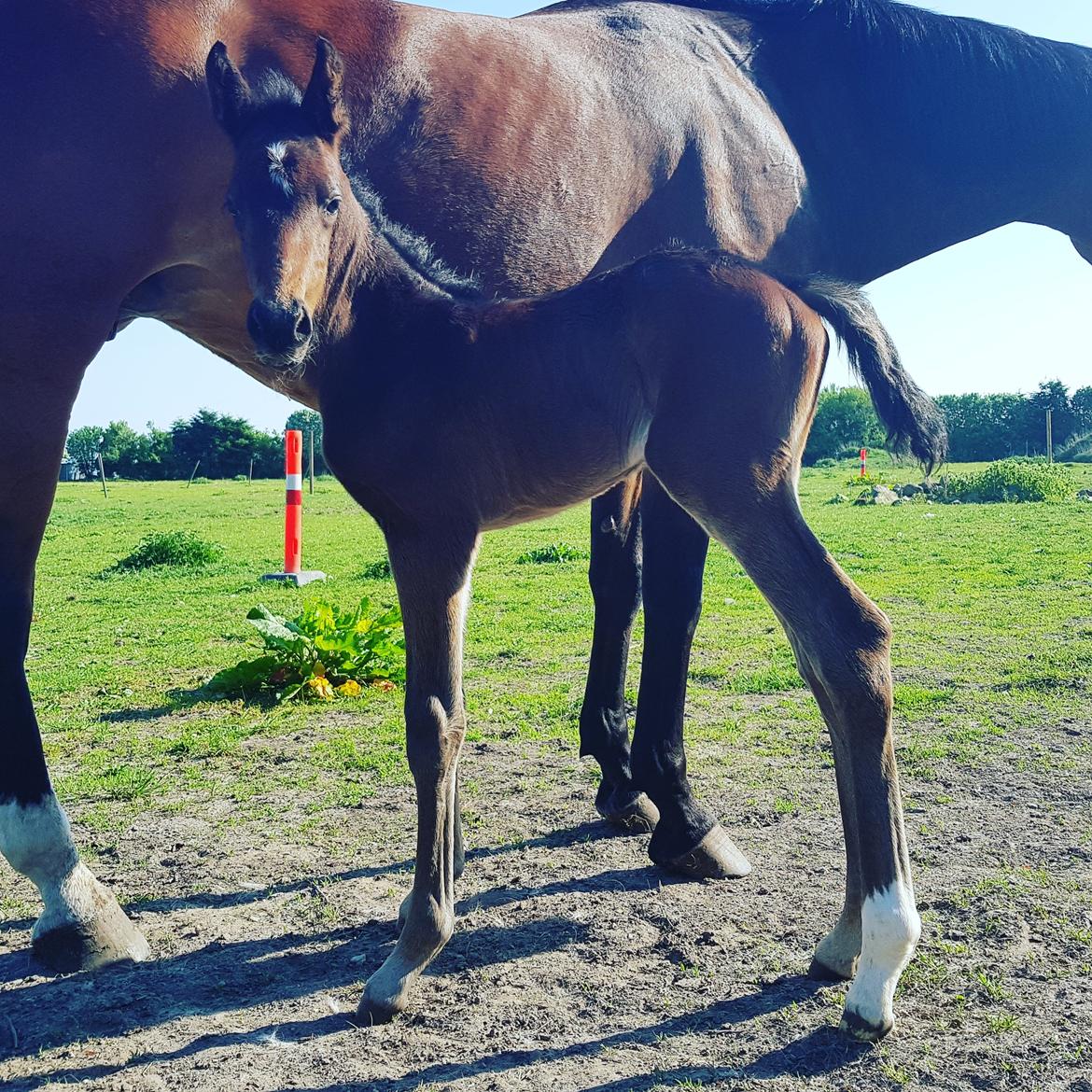 Dansk Varmblod Mahalo billede 2