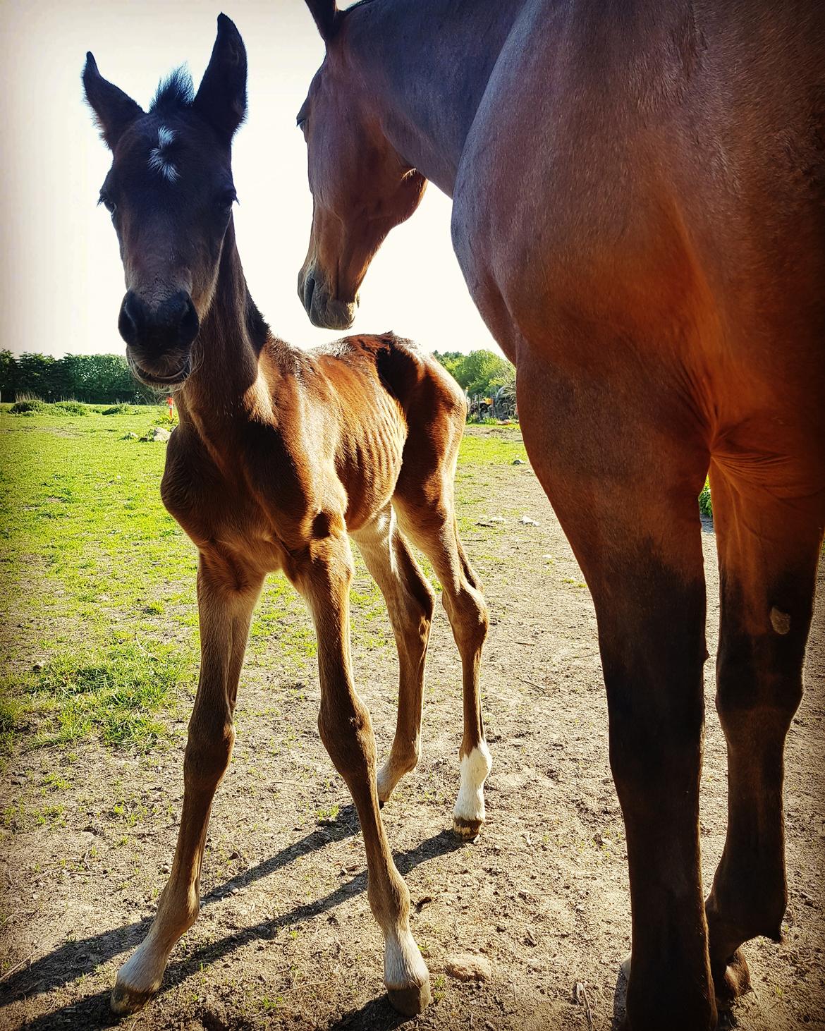 Dansk Varmblod Mahalo billede 4