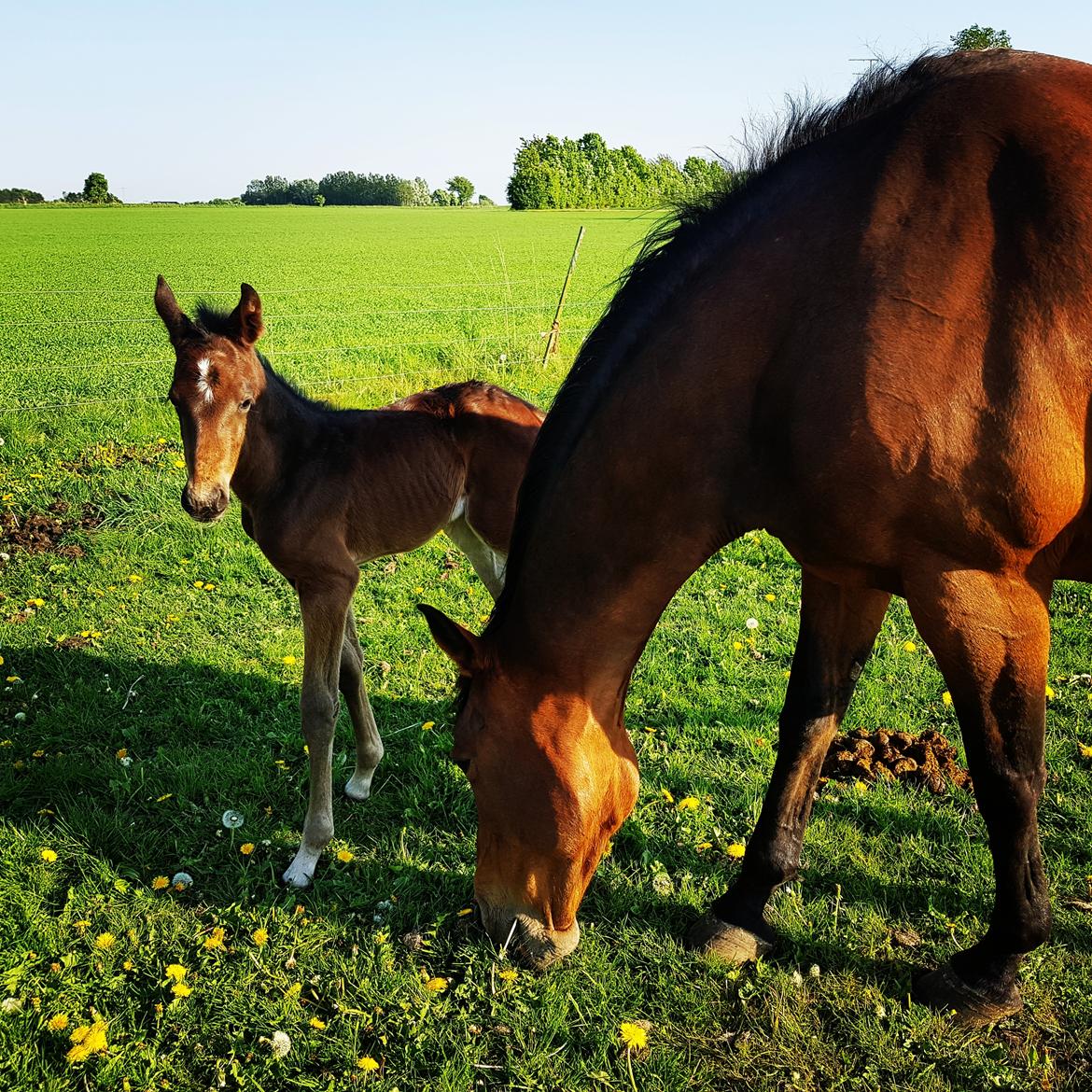 Dansk Varmblod Mahalo billede 5