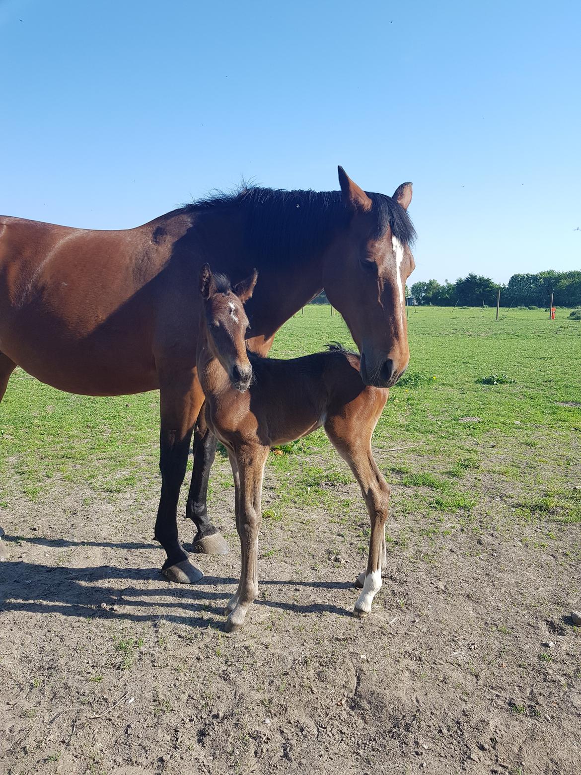 Dansk Varmblod Mahalo billede 6