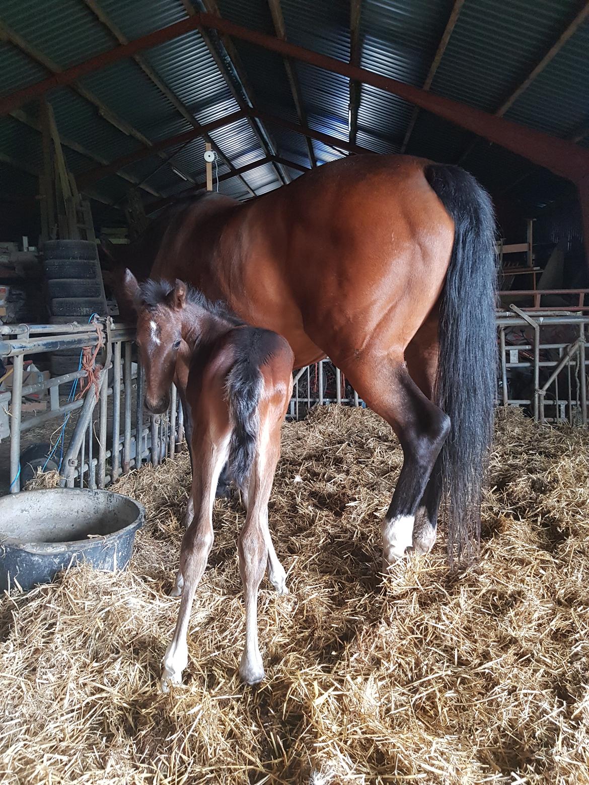 Dansk Varmblod Mahalo billede 7