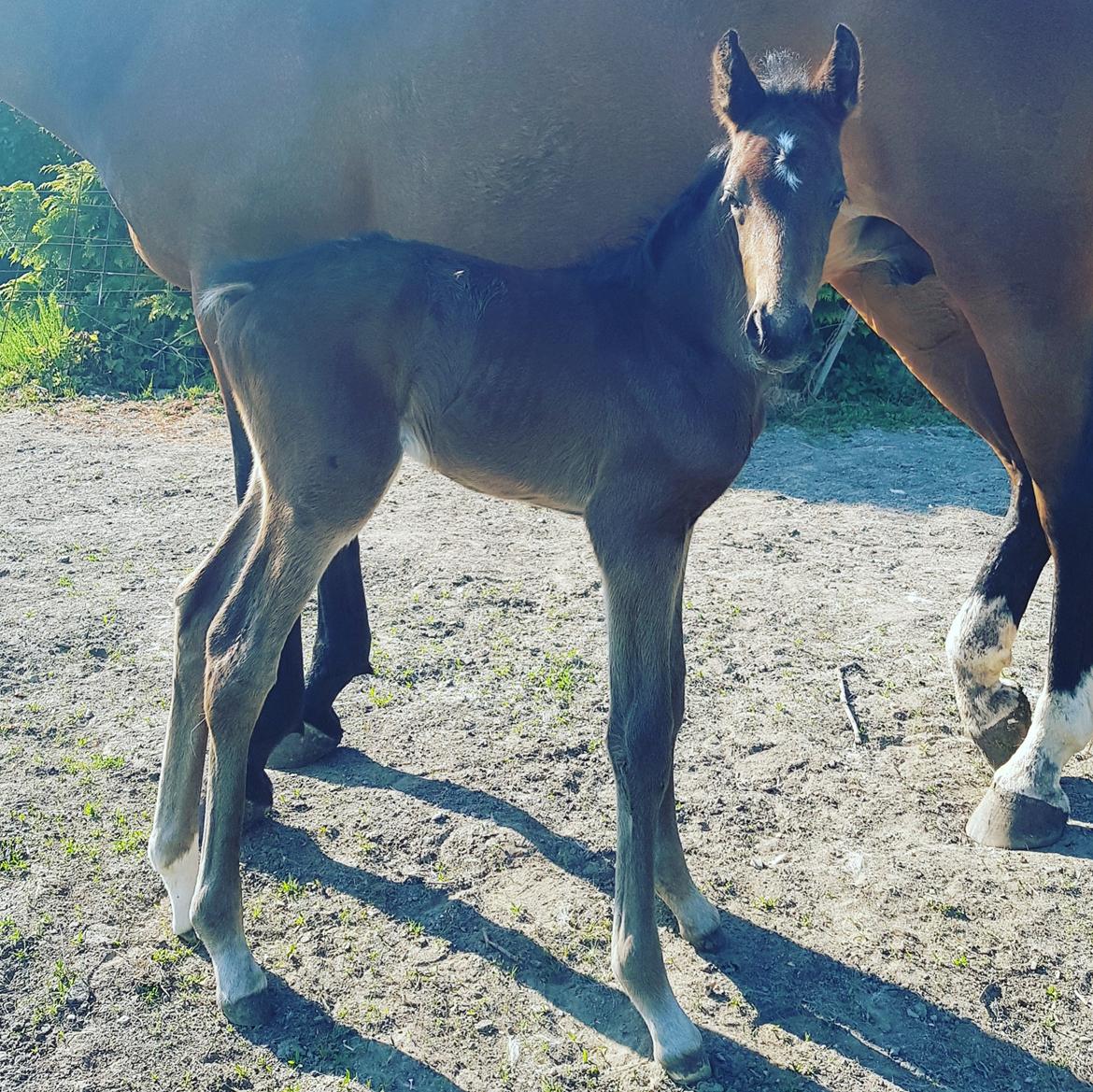 Dansk Varmblod Mahalo billede 3