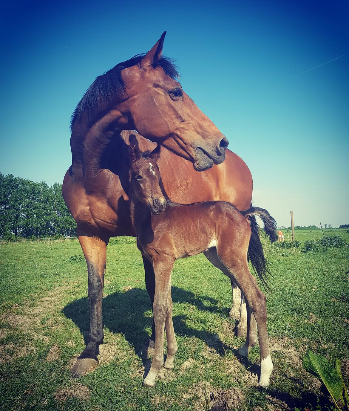 Dansk Varmblod Mahalo billede 9