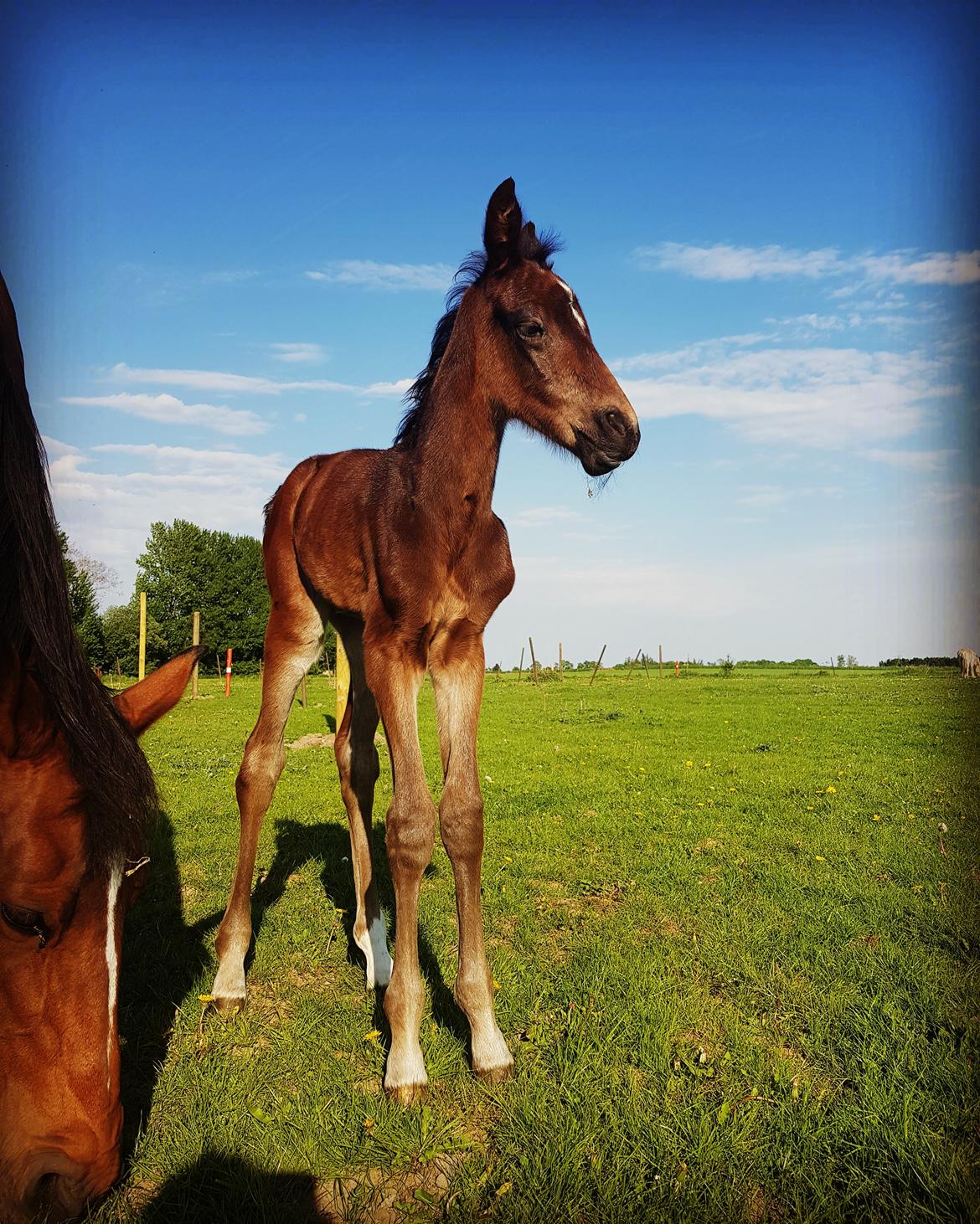 Dansk Varmblod Mahalo billede 10