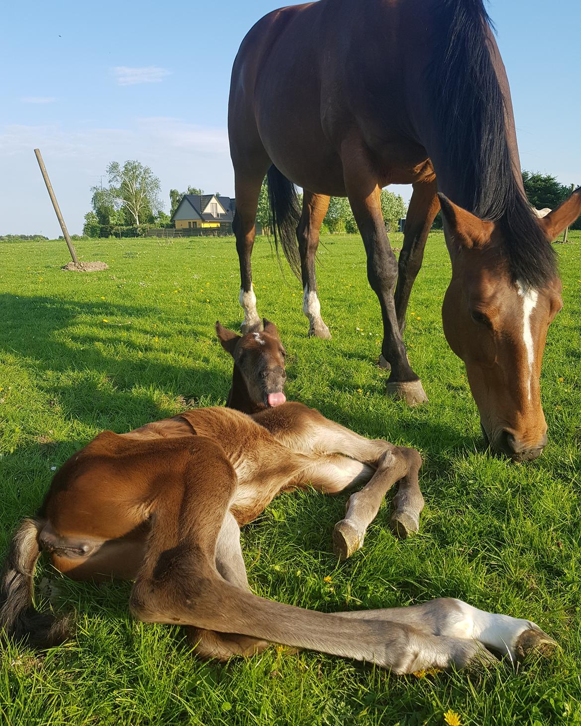 Dansk Varmblod Mahalo billede 11