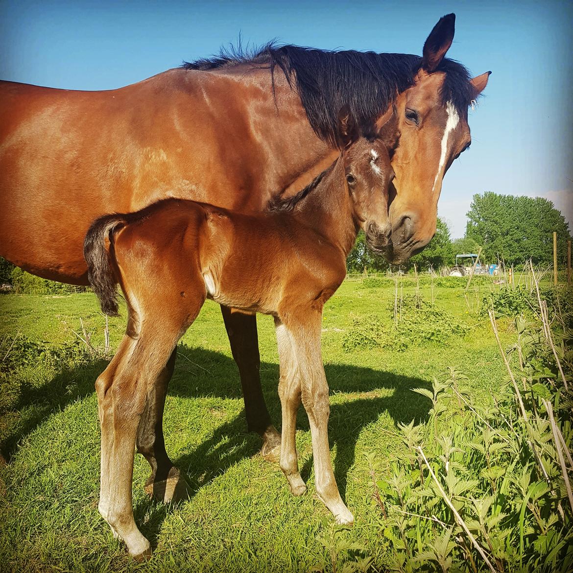 Dansk Varmblod Mahalo billede 12