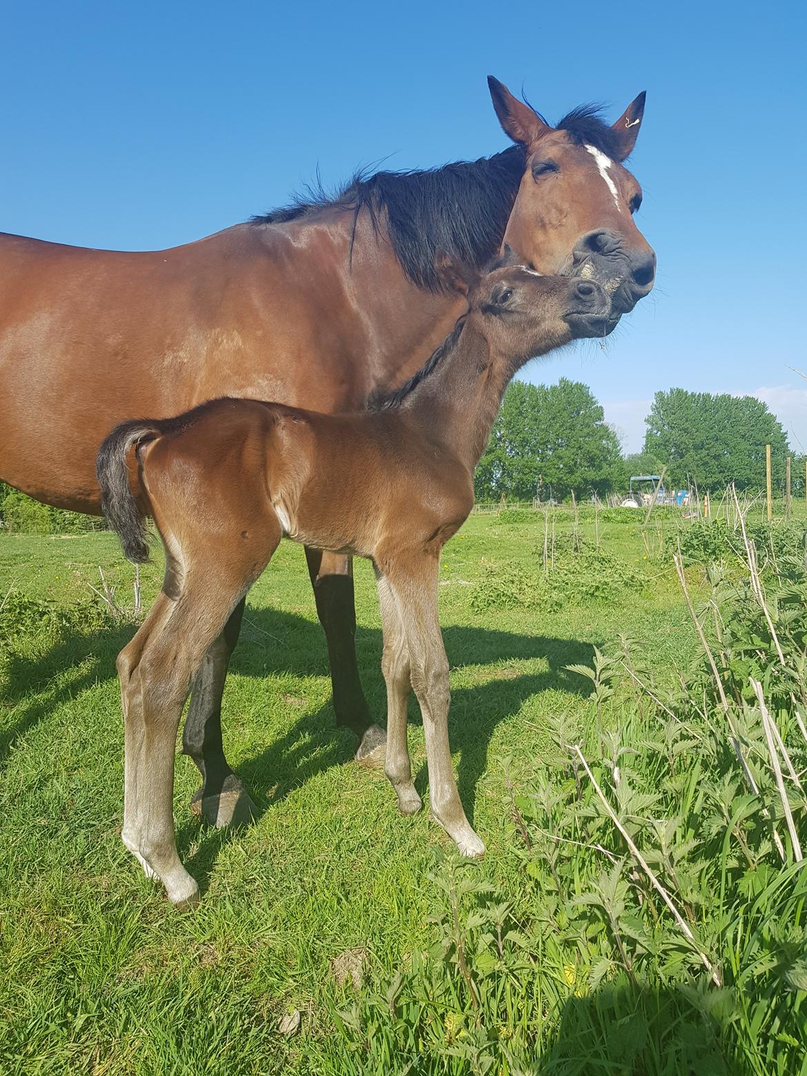 Dansk Varmblod Mahalo billede 13