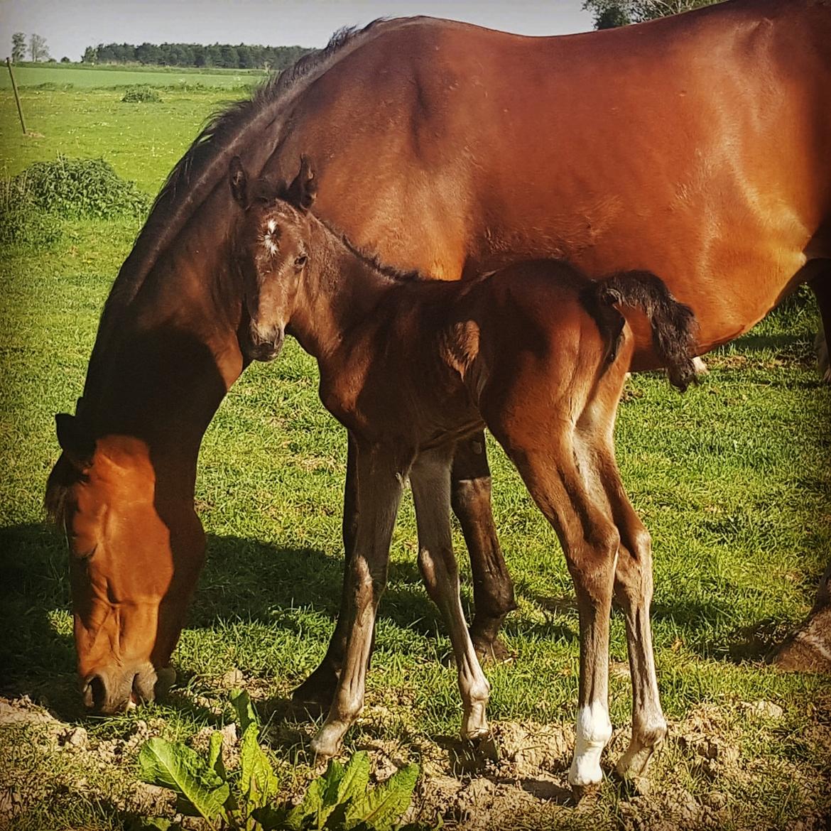 Dansk Varmblod Mahalo billede 8