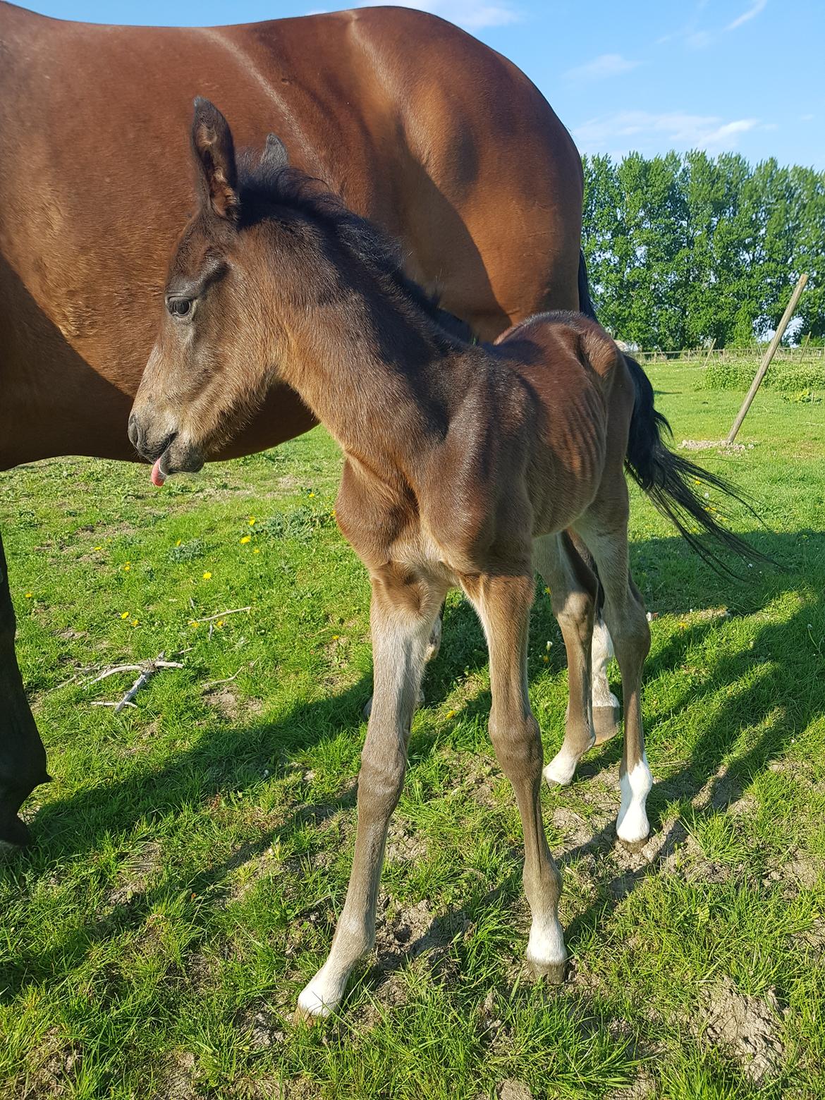 Dansk Varmblod Mahalo billede 14