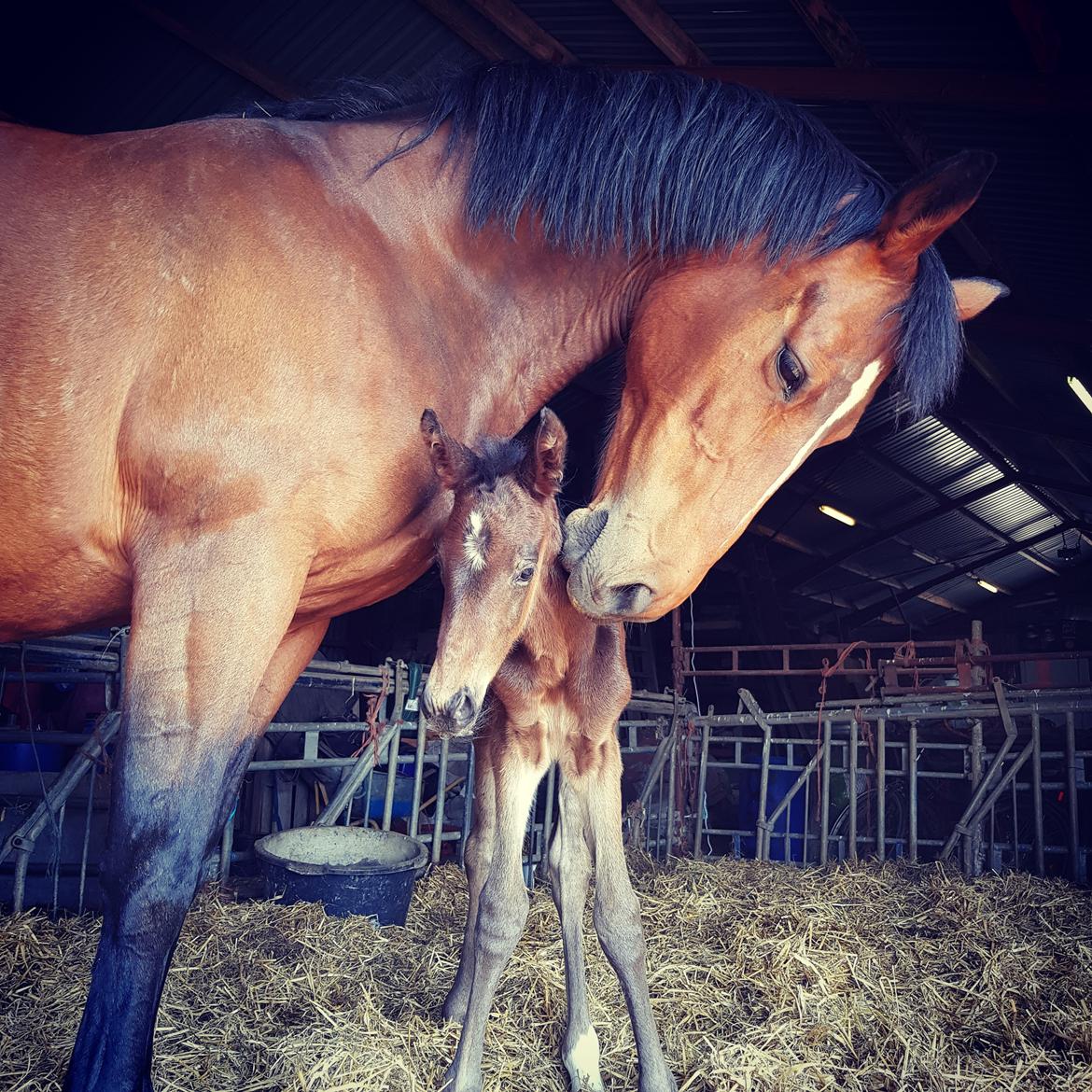 Dansk Varmblod Mahalo billede 16