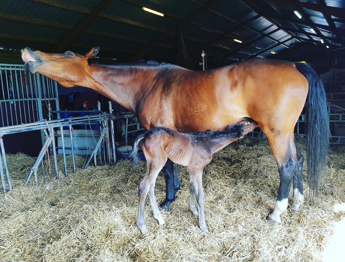 Dansk Varmblod Mahalo billede 17