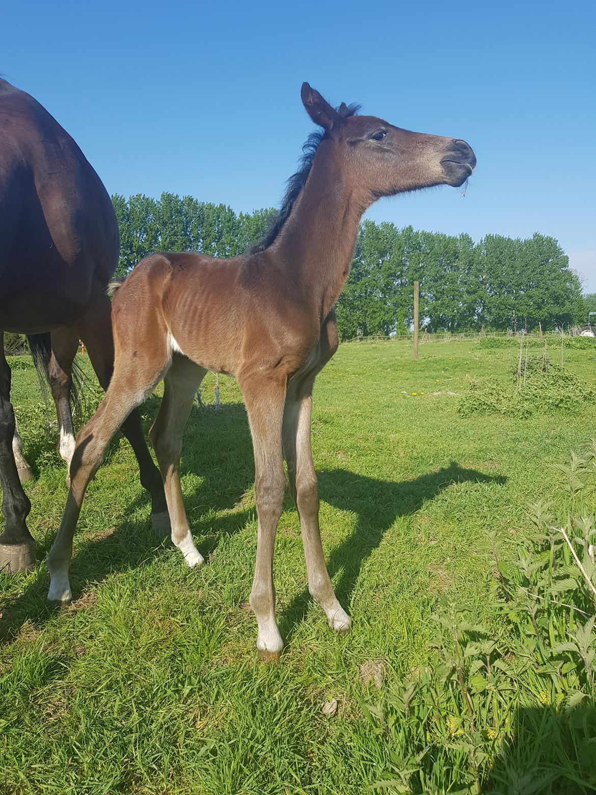 Dansk Varmblod Mahalo billede 15